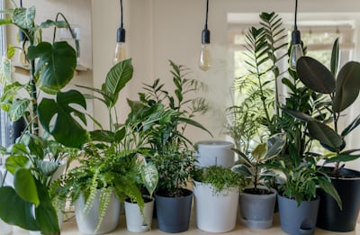 Plant sample
